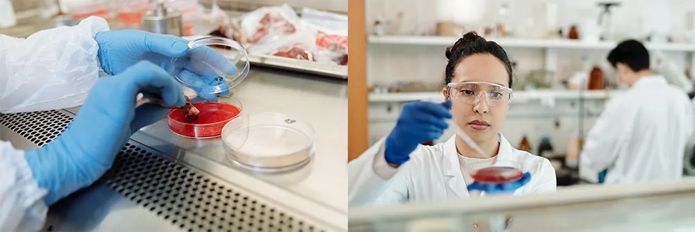 application of sterile petri dish 90mm application of sterile petri dish 90mm